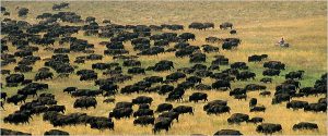 buffalo herd